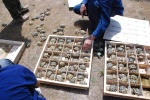 Release ranching tortoises in the natural habitat