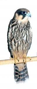 Falco subbuteo